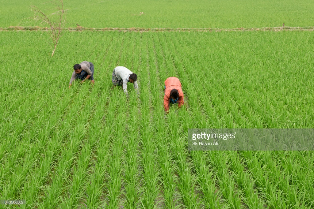 বেতাগী উপজেলায় বাড়ছে আধুনিক পদ্ধতিতে ধান চাষ