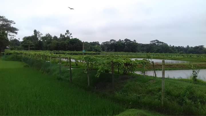 পুকুরপাড়ে সবজি চাষ