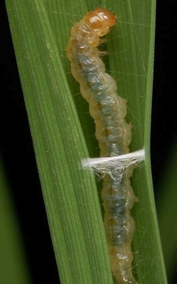 ধানের পাতামোড়ানো পোকা আক্রমণের লক্ষণ