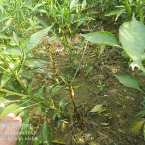 মরিচের কোনিফেরা ব্লাইট রোগ