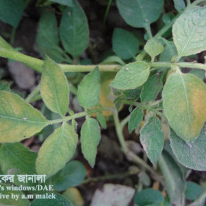 আলুর নাইট্রোজেন সারের ঘাটতি