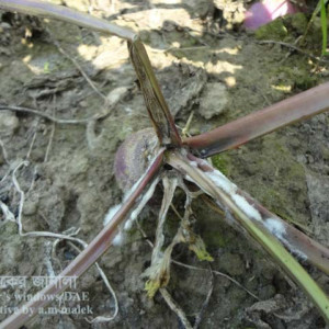 শালগমের হোয়াইট মোল্ড রোগ