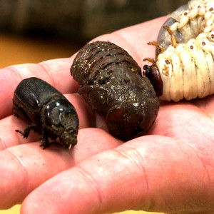 নারিকেলের গোবরে পোকা