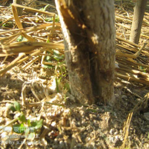 লাউয়ের গামি স্টেম ব্লাইট রোগ