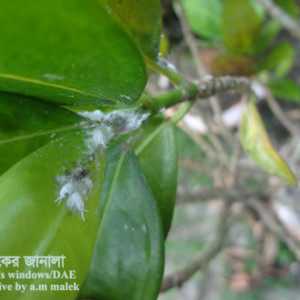 পাতাবাহারের মিলিবাগ