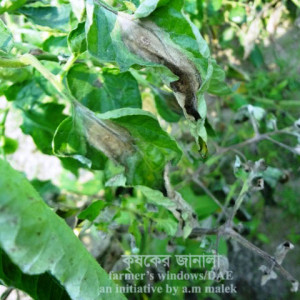 টমেটো নাবী ধ্বসা রোগ