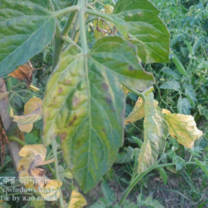 টমেটোর আগাম ধ্বসা রোগ