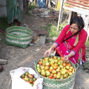 টমেটোর রাজ্য পতেঙ্গা