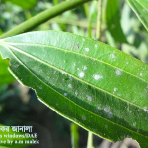 তেজপাতার পাউডারি মিলডিউ রোগ