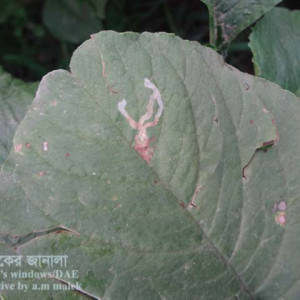 ডাটার পাতা সুড়ঙ্গকারী পোকা