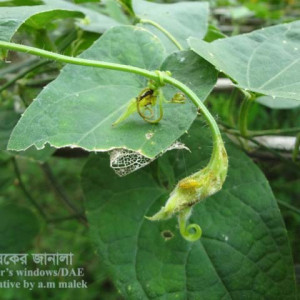 পটলের কাঁঠালে পোকা